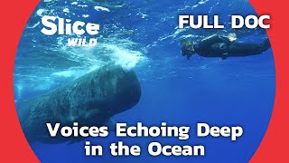Sperm Whale’s Incredible Ability to Visualise and Communicate | SLICE WILD | FULL DOCUMENTARY