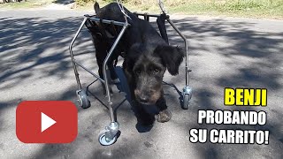 Carrito para perros Run Again. Dog Wheelchairs 