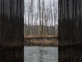 Tree roots exposed by a river undercutting the bank. #nature #tree #river