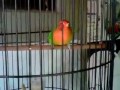 Lovebird - Lovebird Ngekek Panjang Gaya Langka