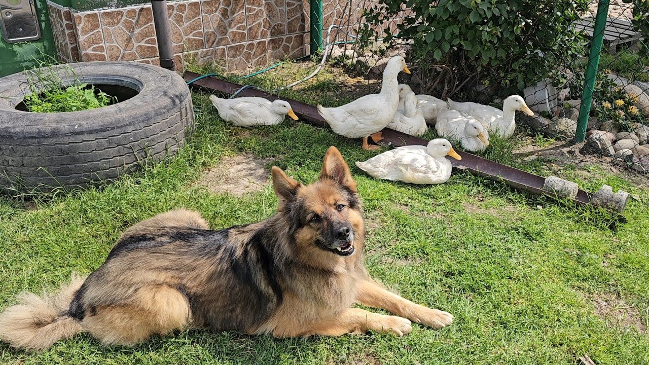 GĘSI POSTRACH GOSPODARSTWA - Poturbowały kaczuszkę