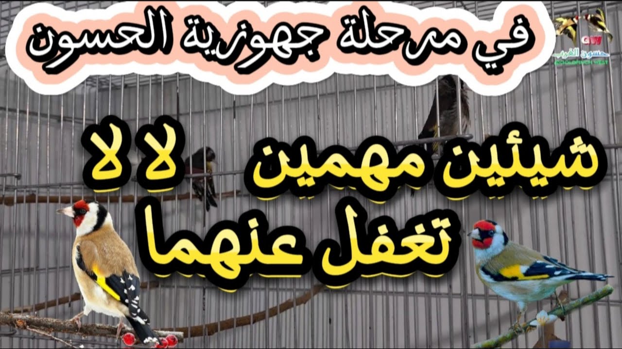 في مرحلة جهوزية الحسون | شيئين مهمين جدا لا تغفل عنهما 