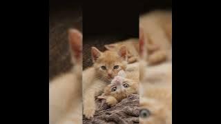 Goyang kasih jempol tik tok viral ‼️ lagu Timur versi remix