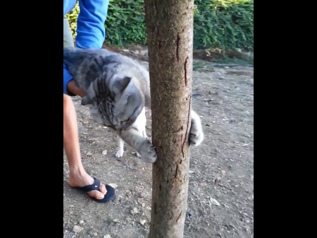 Cat Doesnt Want to Go Home