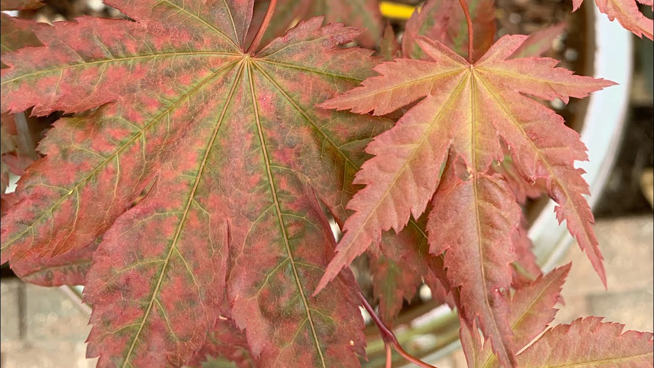 Экскурсия по саду японских кленов