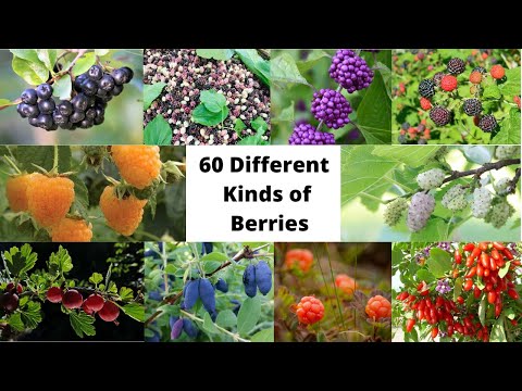 Video: Wild berry. Names of forest berries (blueberries, stone fruits, lingonberries, blueberries, cranberries)