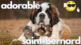 Best Funniest Saint Bernard Video's of 2022  Funny and Cute Dogs Videos!