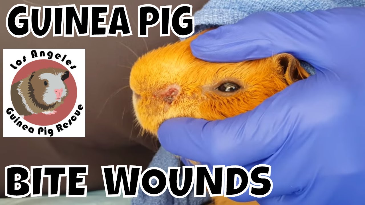 guinea pig bite treatment