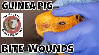 guinea pig wound care