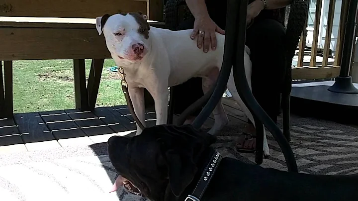 Rebecca meets Buddy with Hudson.MOV