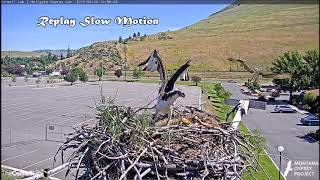 Hellgate Canyon Ospreys ~ A Male Defends Iris, June 30, 2019