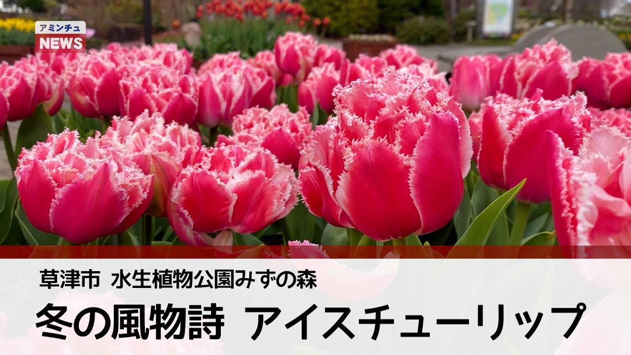 アミンチュニュース】水生植物公園みずの森 冬の風物詩 アイス