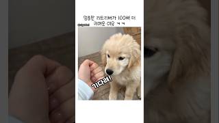 리트리버 간식 주다가 손가락 잃은 사연 .. 😭#강아지 #리트리버 #댕청미 #동물유머 #shorts