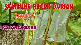 Sambung pucuk durian pada tunas batang besar bekas potongan
