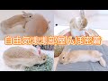 夕方の部屋んぽに密着！沢山食べて遊んで寝る 自由気ままなうさぎw