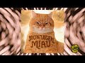 MONTAGEM MIAU Extended