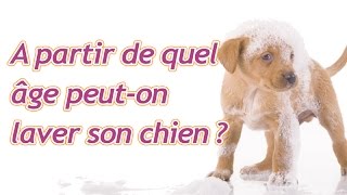 À partir de quel âge peuton laver son chiot ?