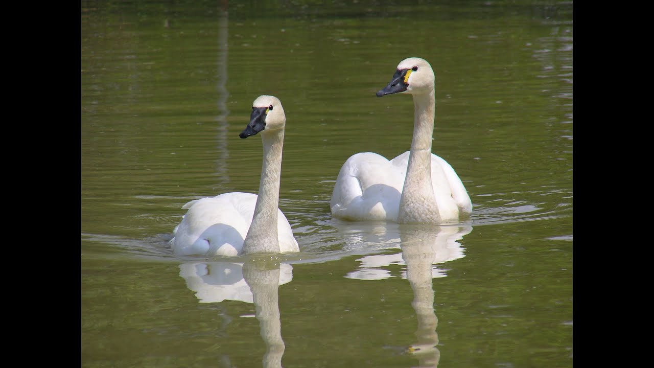 3000 whistling swans arriving for the night YouTube
