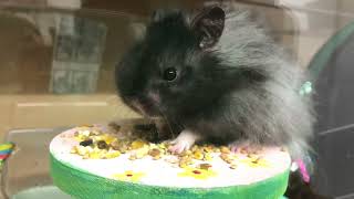 Hamster is Hungry Hippo by R 587 views 1 year ago 23 seconds