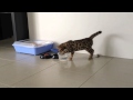 Cheetoh Cat / Kitten Enzo at 12 Weeks の動画、YouTube動画。