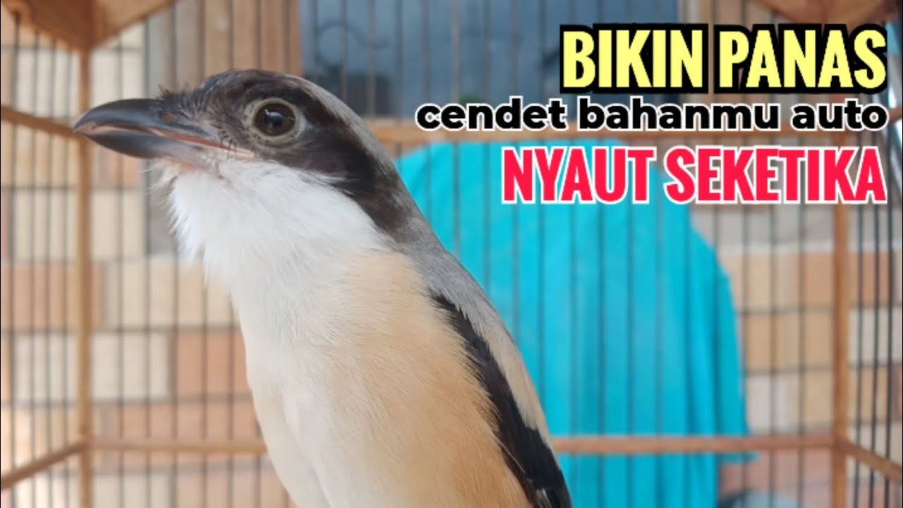 toet toet suara cendet gacor PAGI SIANG SORE sangat efektif buat Pancingan cendet diam agr cpt bunyi