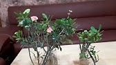 如何种植麒麟花 How To Plant Euphorbia Geroldii Youtube 如何种植麒麟花 How To Plant Euphorbia Geroldii Youtube