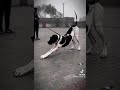 bully kutta//bully kutta// Pakistani top quality dogs//