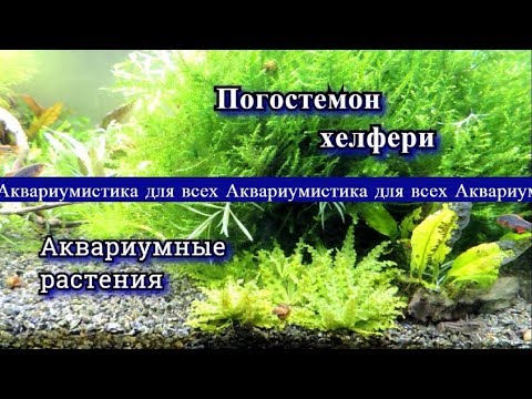 Погостемон Хелфери. Pogostemon helferi