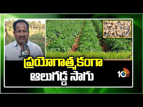 ప్రయోగాత్మకంగా ఆలుగడ్డ సాగు | Potato Farming | Matti Manishi | 10TV - 10TVNEWSTELUGU