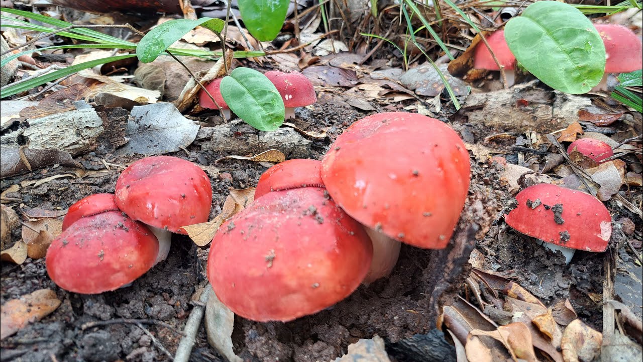 แม่น้องขวัญถึงกับร้องป้าด เห็ดก่อแดง เกิดเป็นหมู่ๆเลย 24.ก.ย.68