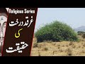 Reality of gharqad tree  the tree of jews  why israel planting millions of boxthorn tree  tin