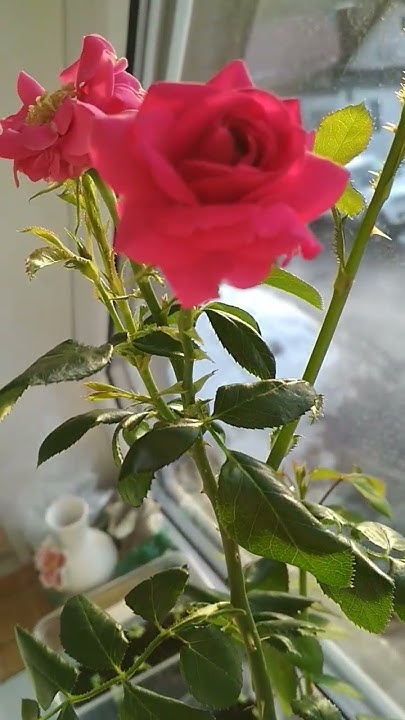Домен де Сен Жан де Борегар. Полуроспуск💞 ️🍀 - YouTube