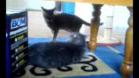 Watch the video about Bengal cat teasing my silver tabby.