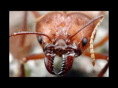 Видео: Будет ли патока привлекать муравьев?