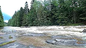 Гриби Карпат