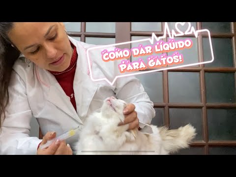 Vídeo: Como saber se um gato está morrendo: 15 etapas