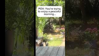 Good morning Peaceful Morning Until Bo Started Grazing! Doodle Logic! Why do dogs eat grass?