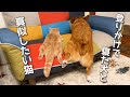 兄犬の真似をする猫が可愛い【コーギー】【マンチカン】