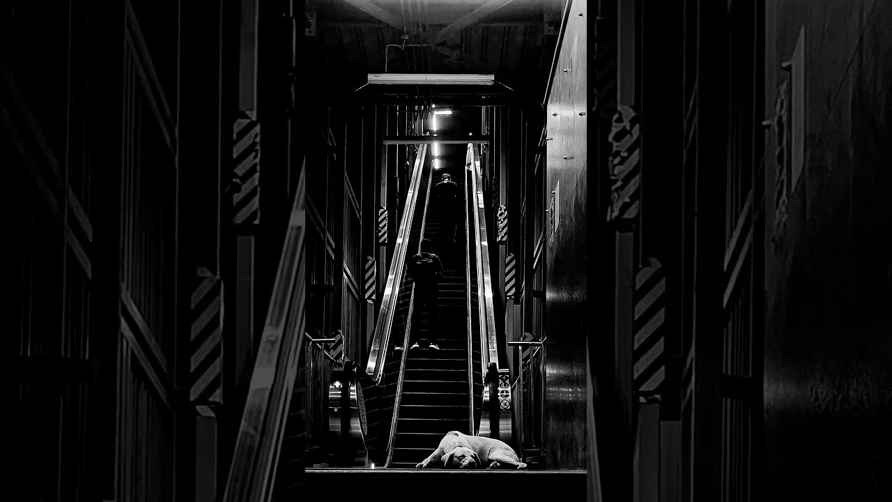 He smiled the most exquisite smile, veiled by memory, tinged by dreams- Virginia Woolf. 