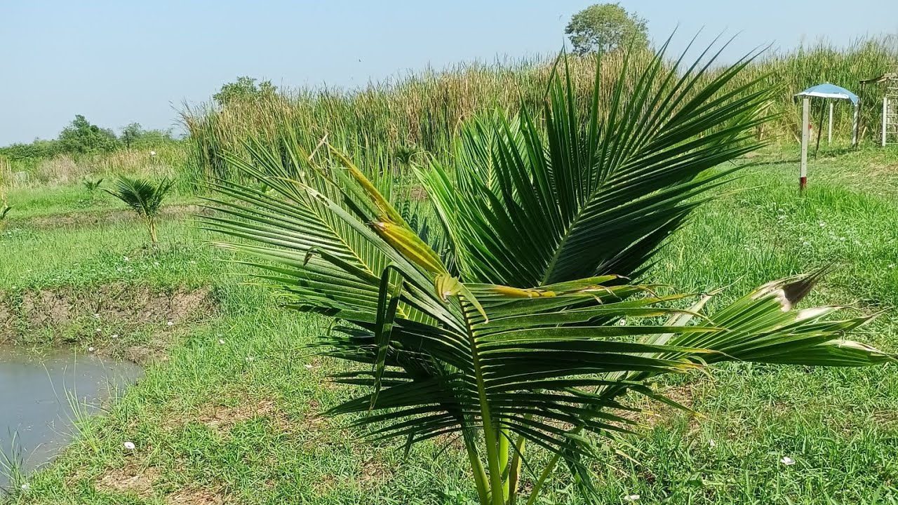 หาอยุ่หากิน ตามวิถีชาวบ้าน แดดก็ร้อนสุดๆ #เปิดค่าการมองเห็น #หาอยู่หากิน #food #วิถีชาวบ้าน 