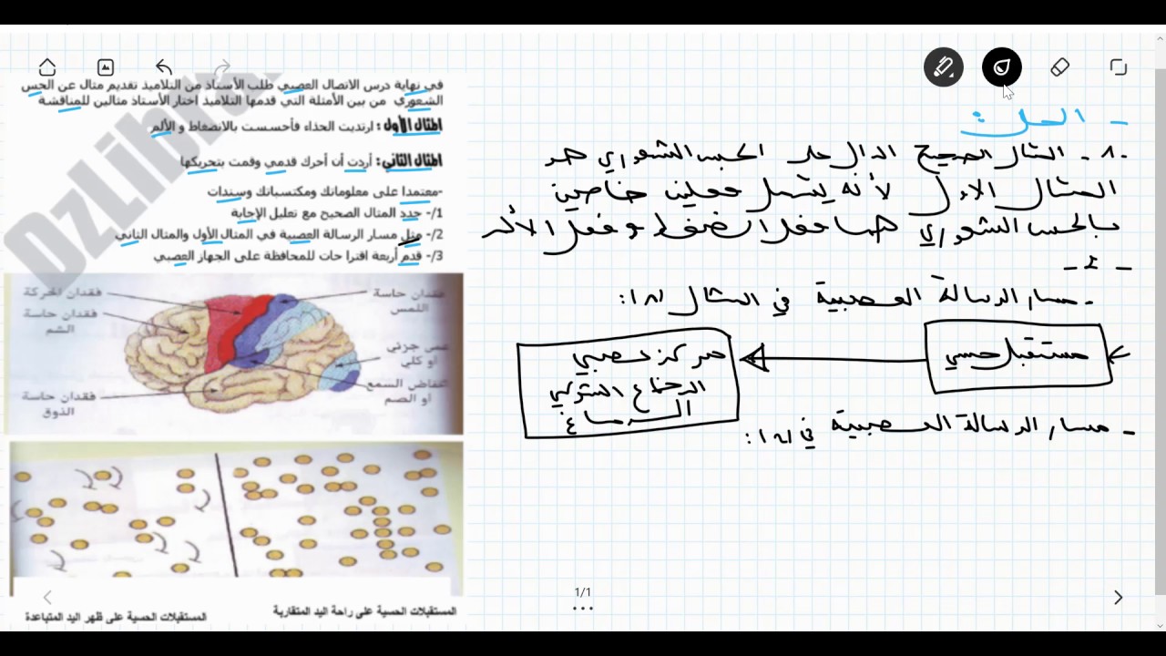 حل تمرين خاص بالحس الشعوري علوم الطبيعة و الحياة