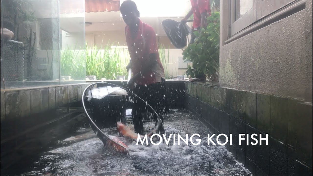 MOVING KOI FISH