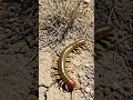 Tiger Centipede: A common nickname for S.polymorpha.