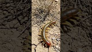 Tiger Centipede: A common nickname for S.polymorpha.