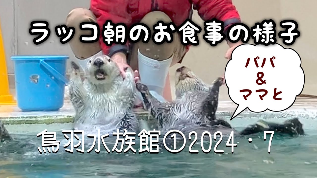 朝のお食事｜ラッコと飼育員さんの戯れ｜鳥羽水族館｜2024・7