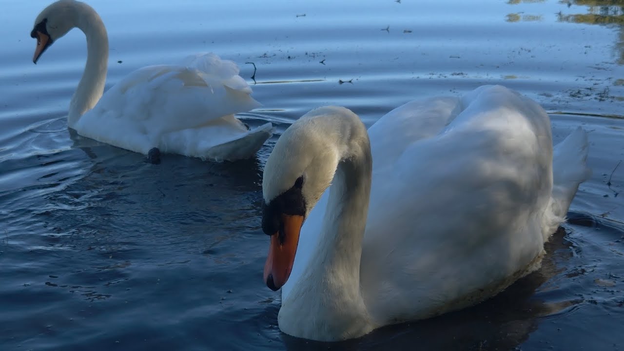 Magnus & Maya finish off their seeds and forage for vegetation 7th October 