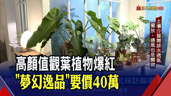 療癒系觀葉植物超夯 "斑點"象徵身價! 新手入坑怎照顧?達人教戰變身綠手指｜非凡財經新聞｜20210908 - 天天要聞