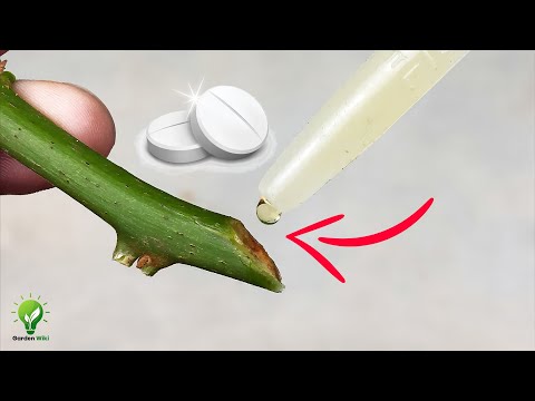 7 POWERFUL FREE HOMEMADE ROOTING HORMONES| Natural Rooting Hormones