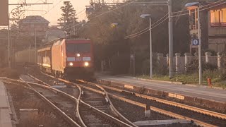 Transito Db Cargo, E.483.105 Con Telonati E Legna E Nervi