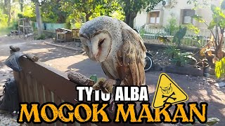 Penyebab TYTO ALBA tiba tiba mogok makan dan lesuh #owl #tytoalba